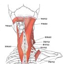 스트레칭운동센터