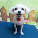 코코애견클럽 이미지