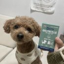 안정 | 강아지분리불안 영양제 테아닌가바 한스푼 안정 진정제 후기