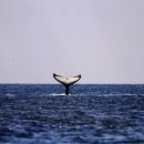 물뿜는 고래 이미지