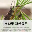 소나무돼지국밥 네이버블로그