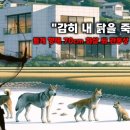 내가 쏜 닭 이미지