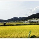 진도횟집해녀소녀식당