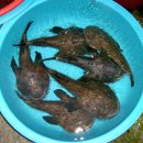 자매횟집 이미지