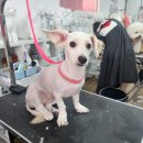 부산애견대학 이미지