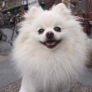 웃는강아지 이미지