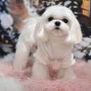 소금소금 펫살롱 이미지