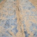 사돈농장 이미지