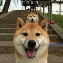 다단