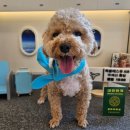 독 블레스 유 이미지