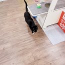 묘랑 고양이 전문호텔 이미지