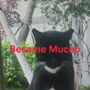 Became Mucho 이미지