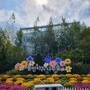 청소년 평화음악회 | 용인자작나무숲 가을 포토존 가득한 힐링 산책길 (베툴라 카페·핑크뮬리)