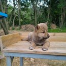 우정진도개 이미지