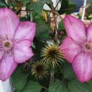 대구제일중학교 이미지