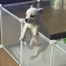 파평켄넬 | 한국동물구조관리협회 유기견 입양 후기 ㅣ 사지 말고 입양하세요!