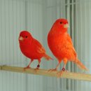 카나리아 이미지