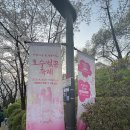 동호인력 | 석촌호수 벚꽃축제 후기, 잠실 벚꽃 지금 가도 될까?