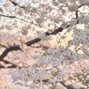 수양어린이집 | 서대문 안산벚꽃길 만개! 벚꽃 실시간 개화현황