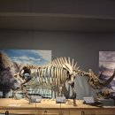 목포자연사문화박물관 | 전남 목포 자연사박물관, 공룡부터 바다까지 (해남 공룡박물관과 비교까지)