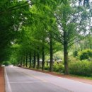 부귀 메타세쿼이아길 이미지