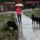 고산목장2 이미지