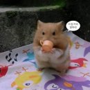 꼬순커피