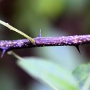 산초나무 열매 이미지