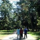 소나무숲 이미지