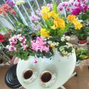 예쁜커피나무 이미지