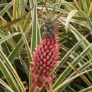 파인애플 이미지