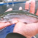 산천어탕 이미지