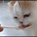 고양이카페 이미지