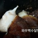 와우백수