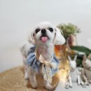 다이아몬독 이미지