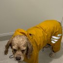 일편댕심 이미지