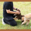 옥정강아지 이미지