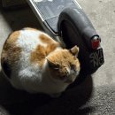 육대장 명동점 | [일상] 26.2-3 : 도파민 일상 공개