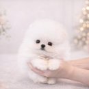 도그플러스 동물병원(미유펫 대구점) 이미지