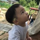 강인성