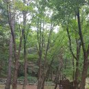 용현자연휴양림 이미지