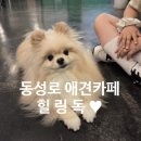 도도독＆캣 2호점 | 대구 동성로 애견카페 힐링독, 강아지 없어도 입장 가능한 이색 카페