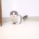 해피고양이분양 이미지