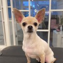 까비네펫살롱 | [청주 복대동 애견미용] 까비네펫살롱 : 원장님 손길로 완성되는 곰돌이컷! 스트레스 없는 맞춤 케어...