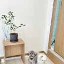 아띠아몽 이미지