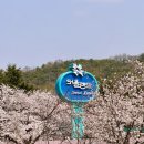 벚꽃 명소추천 : 과천 서울대공원, 서울랜드 벚꽃 구경 후기 ( + 실시간 벚꽃 현황, 테마가든, 동물원)