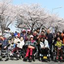 "벚꽃놀이, 장애인들에게도 좋은 나들이랍니다" 이미지