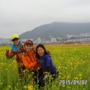 釜山 낙동강 유체꽃밭및 벗꽃 둑방길 30리 탐방 上 이미지