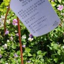 향설초 Sutera cordata(Chaenostoma cordatum) 바코파 꽃말 및 개화 시기 번식 키우는 방법 후기 일지 기록