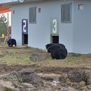 제주달곰 이미지